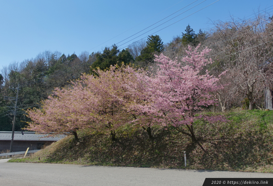 駐車場付近の桜は開花していました♪