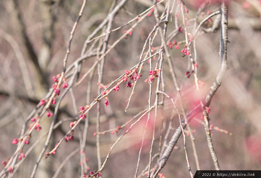 2021年03月24日時点の枝垂れ桜の様子