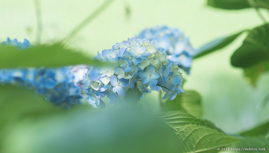 金沢・本興寺 (ほんこうじ) 紫陽花の開花状況 – 今が見頃【2021年6月17