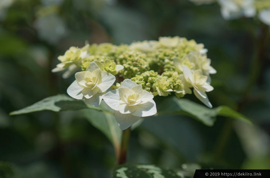 white hydrangea serrata